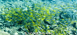 Rabbitfish Attack!!...and I don't know which is the leade... by Arif Fajar Setyawan 